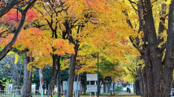 Hình ảnh mùa thu vàng tuyệt đẹp trên hòn đảo Hokkaido