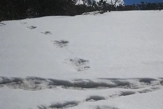 Nhà leo núi phát hiện dấu chân 'khủng' nghi của người tuyết tại Nepal