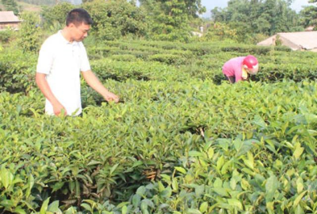 Học và làm theo Bác: Đem lợi ích thiết thực đến nông dân