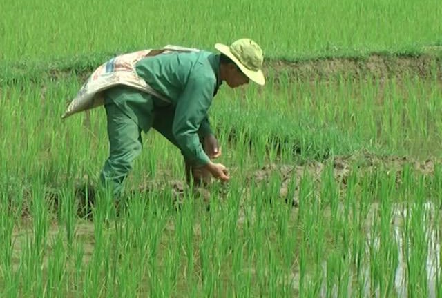 Vì an ninh lương thực, bảo vệ tốt trên 1 triệu ha lúa Đông Xuân ở các tỉnh phía bắc