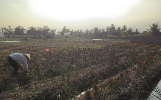 Bài dự thi 'Ăn Tết thời Covid': Tết của những người nông dân gần tâm dịch