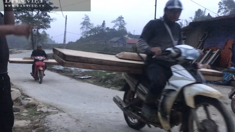 Lào Cai hỏa tốc chỉ đạo xử lý vụ phá rừng pơ mu ở Vườn quốc gia Hoàng Liên
