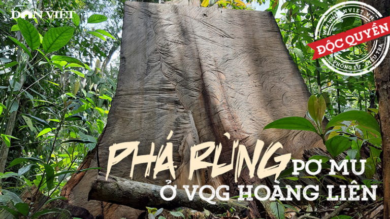 Phá rừng pơ mu cổ thụ, 'moi ruột' Vườn Quốc gia trên nóc nhà Đông Dương!