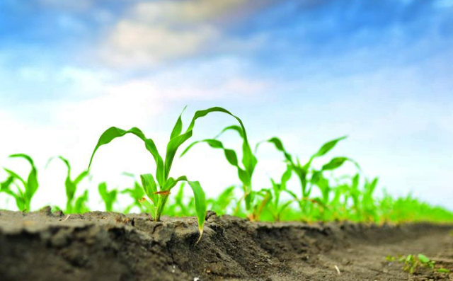 Mối quan hệ hợp tác giữa Syngenta và Lộc Trời chấm dứt, ai hưởng lợi?