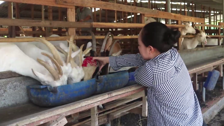 Giá dê thịt rớt thảm, dê giống vẫn ngon ăn