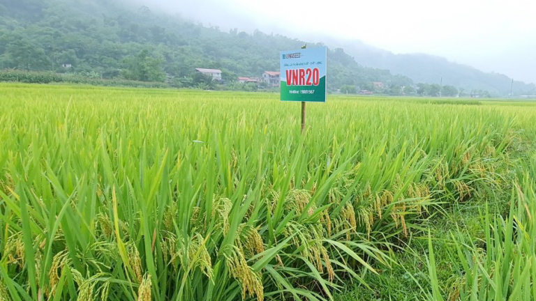 Hòa Bình: Cấy lúa VNR 20, nông dân phấn khởi nhìn ruộng đẹp như tranh, năng suất cao hơn 15%