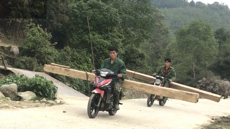 Trách nhiệm vụ phá rừng pơ mu Vườn quốc gia Hoàng Liên qua góc nhìn pháp lý