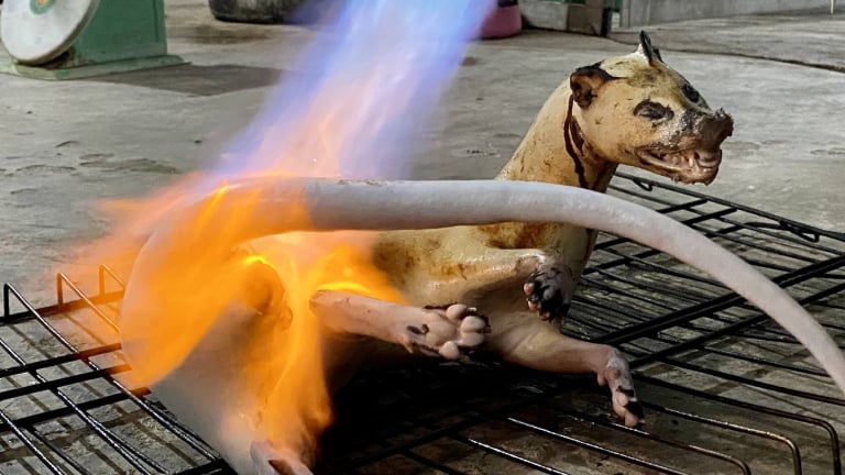 Video điều tra 'Ăn thú rừng, rưng rưng người khóc' (Kỳ 1): Vào hang ổ những 'ông trùm' thời 4.0