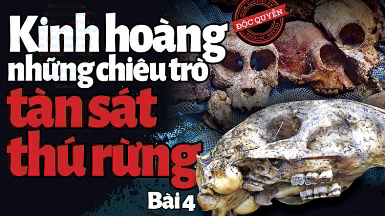 Kinh hoàng các chiêu trò tàn sát thú rừng (Bài 4): Trong thế giới lộn ngược của các “sát thủ rừng xanh”