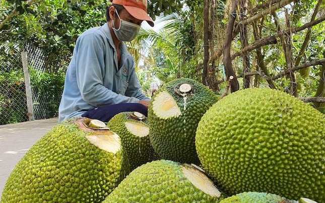 Sau thanh long, hàng chục nghìn tấn mít, bưởi, chuối cần tiêu thụ gấp
