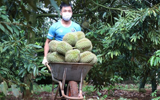 Trị bệnh 'tắc đường' nông sản