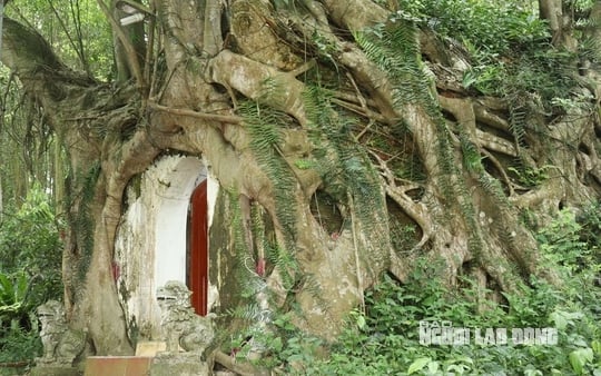 Cây sanh có bộ rễ khổng lồ 'ôm' trọn ngôi miếu cổ