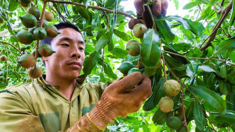 Vì sao 8 năm nữa, tỉnh Đắk Lắk nâng gấp đôi diện tích trồng mắc ca lấy thứ hạt ví như nữ hoàng quả khô?