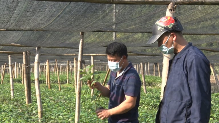 Một nông dân ở Tràng Định của Lạng Sơn tạo việc làm, thu nhập cho nhiều lao động nhờ nghề ươm cây quế, cây hồi