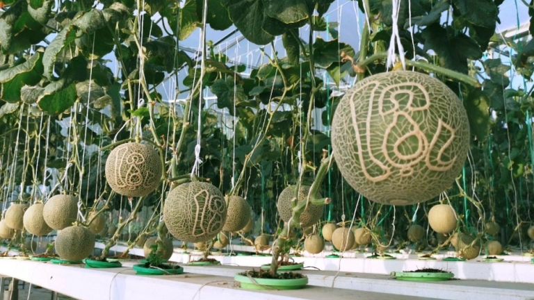Nông dân trồng dưa hấu thỏi vàng, bưởi hồ lô… thấp thỏm chờ Tết
