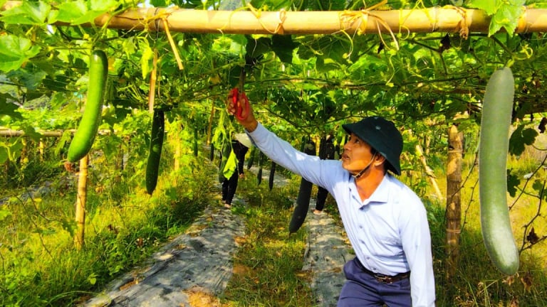 Sản xuất nông nghiệp hàng hóa giúp tạo việc làm, tăng thu nhập cho nông dân xã vùng cao của TP Hạ Long