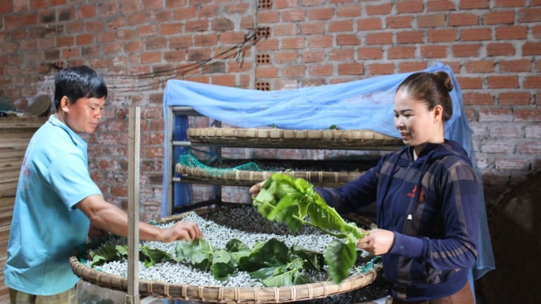 Nuôi một 'loài sâu' chỉ ăn lá dâu nhả ra thứ sợi bóng, nông dân tự tạo việc làm, đẩy thu nhập tăng lên