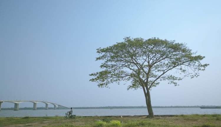 Những cây cô đơn dọc miền đất nước