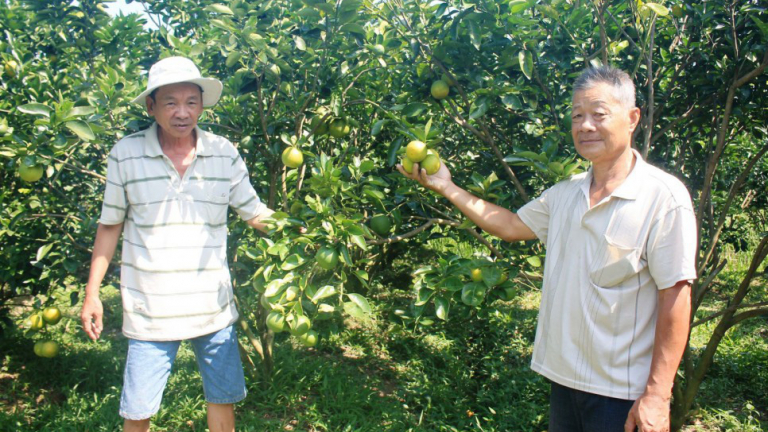 Cam bán được giá cao