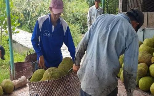 Giá mít chỉ còn 3.000 đồng/kg