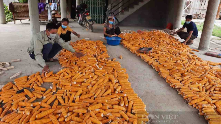 Chỉ trồng ngô nương nuôi lợn đen, anh nông dân Lai Châu thoát nghèo, có của ăn của để