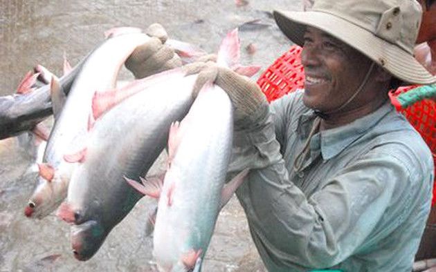 Giá cá tra nguyên liệu tăng cao