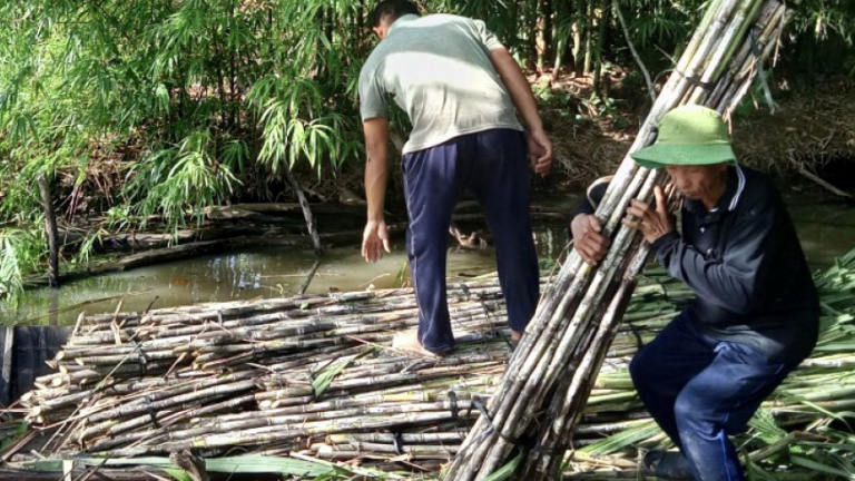 Nông dân Hậu Giang phấn khởi khi giá mía bán chục cao kỷ lục