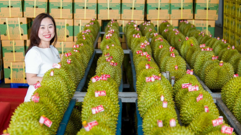 Nhà vườn sầu riêng ăn Tết rủng rỉnh nhờ thị trường Trung Quốc