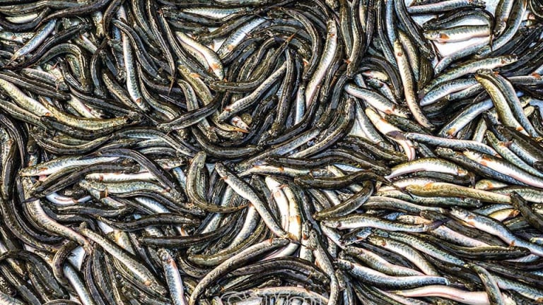 Nhớ cá kèo quê cũ