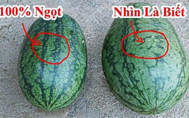 Không cần vỗ vào quả, nhìn biết ngay quả dưa hấu đặc ruột, ngọt căng