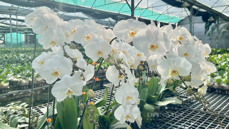 Lan hồ điệp Sài Gòn ngược đường lên bán ở xứ hoa Lâm Đồng