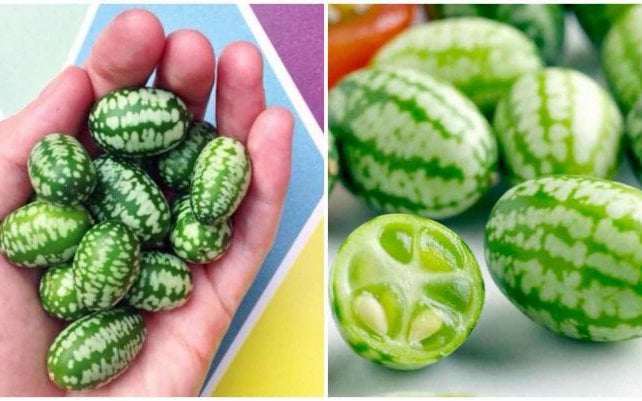 Kỳ bí loại quả vẻ ngoài dưa hấu mini, bên trong lại hương vị dưa chuột