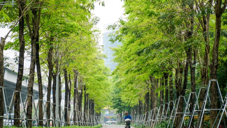 Quy định mới về quản lý cây xanh ở Hà Nội sắp có hiệu lực