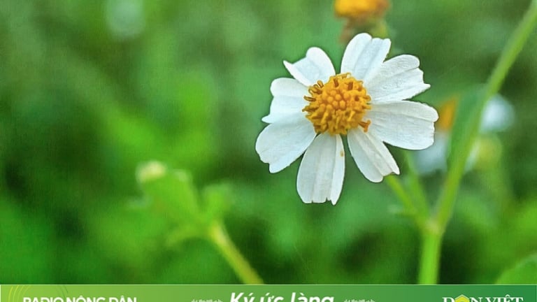 Ngẩn ngơ hoa xuyến chi