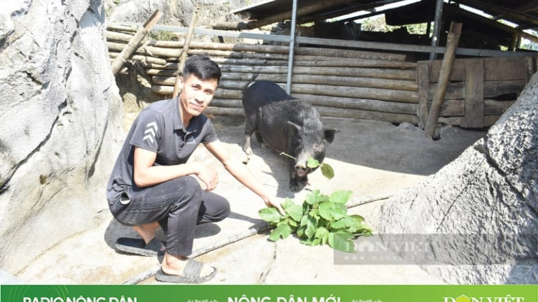 Chàng trai Mường làm giàu từ nuôi lợn trong hang đá