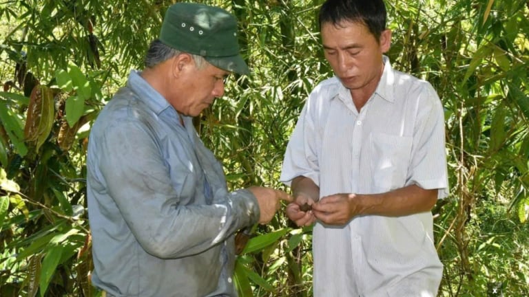 Vô vườn tốt um ở xã này ở Nghệ An, bất ngờ biết nông dân trồng cây chè gì mà hoa bán 'đắt như vàng'?