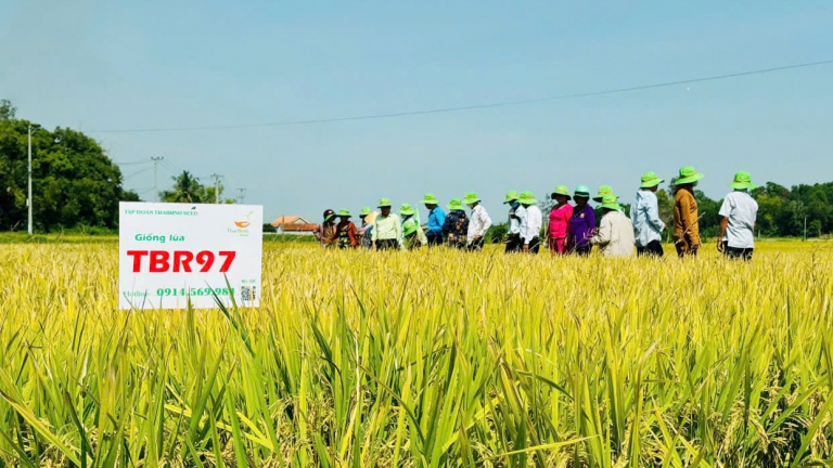 Hợp tác xã nông nghiệp ở Quảng Nam và vai trò liên kết sản xuất