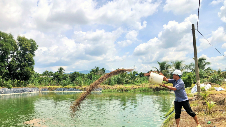 Nuôi loại cá ngoại mang tiếng bán rẻ tiền, thế mà một ông nông dân Bà Rịa-Vũng Tàu vẫn thu tiền tỷ