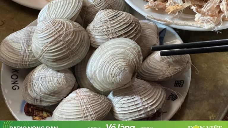 Làm dâu miền biển