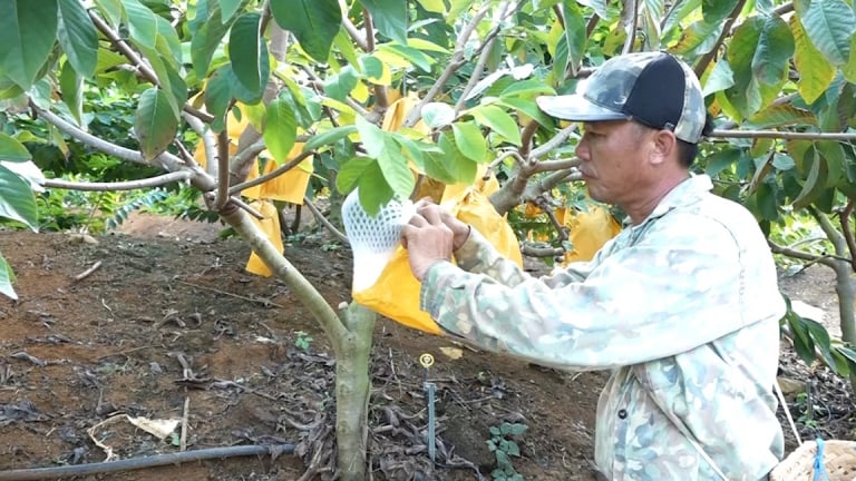 Nông dân Sơn La tập trung phòng trừ sâu bệnh hại cho trên cây ăn quả 
