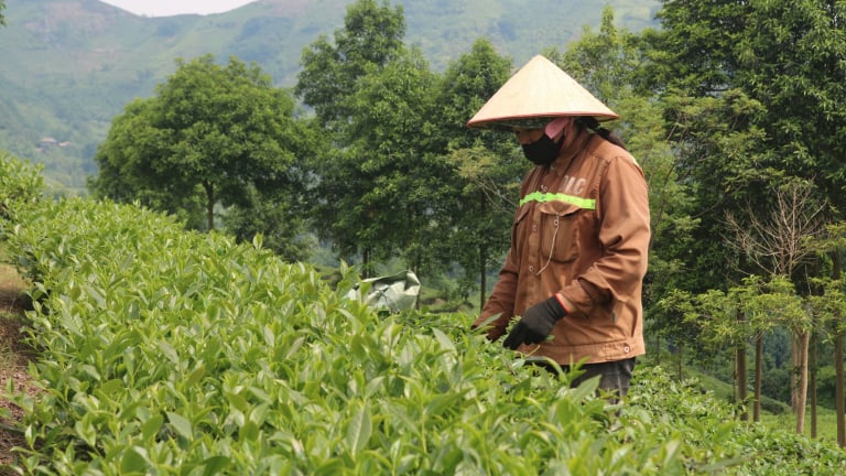 Cây chè giúp nông dân Lào Cai nâng cao thu nhập
