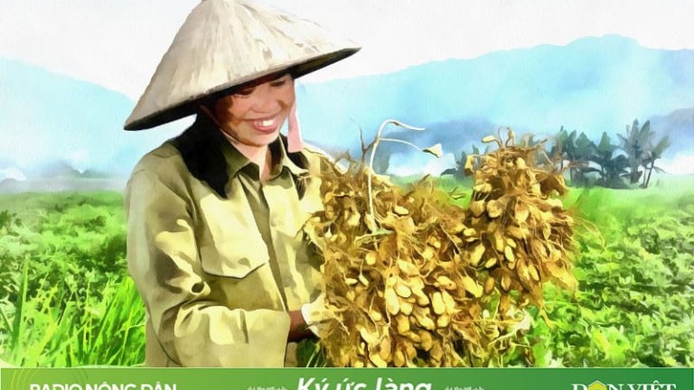 Thương những mùa lạc tuổi thơ