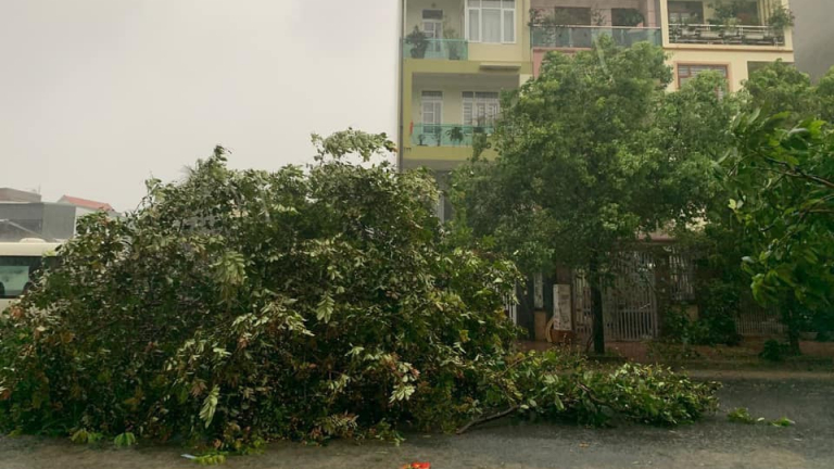 Bão số 2 đổ bộ Quảng Ninh, nhiều cây lớn bị quật đổ, Quốc lộ 18 ngập