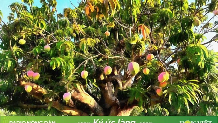 Mùa xoài lưng chừng núi
