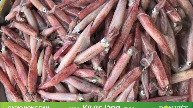 Mùa mực đỏ quê nghèo