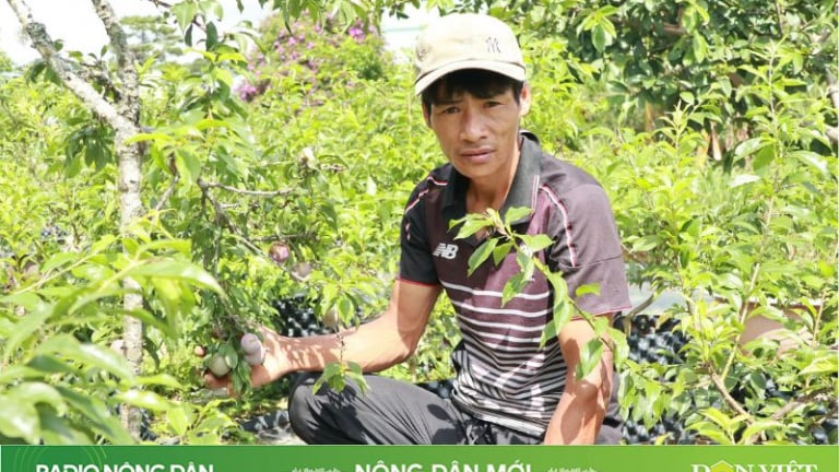 Người “se duyên” cho mận tam hoa và đào lông Đà Lạt
