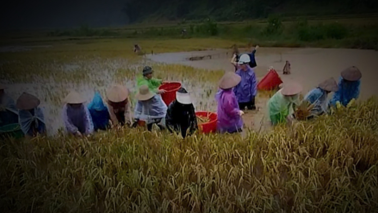 Nông dân Sơn La dầm mình dưới nước gặt lúa trong đêm chạy lũ