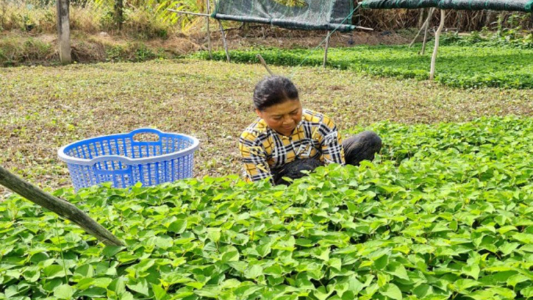 Loại rau ngon, giúp giải độc, sát trùng, trồng thành công ở Bạc Liêu, hễ đất ẩm tốt um bóng lá
