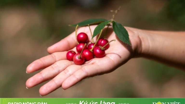 Dưới tán cây trứng cá…