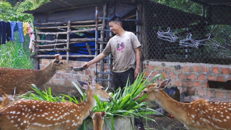 Con động vật mới toanh này nuôi thành công ở một nơi của Kon Tum, dân bán 42 triệu/cặp giống